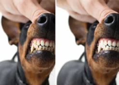 AE Dogz Tandenkrabber Voor Hond & Kat