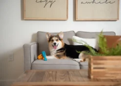 OxyFresh Ultimate Dental Chew Toy